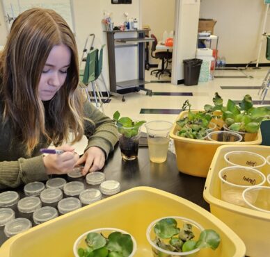 student looks at plant cultures