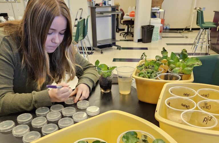 student looks at plant cultures